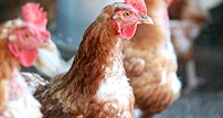 Poultry